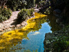 austin-downtown > Pond of the oriental garden of Zilker park in Austin, Texas