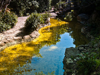 austin-downtown > Pond of the oriental garden of Zilker park in Austin, Texas