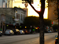 austin-downtown > Tree in the Sunset in Sixth Street, Austin Texas