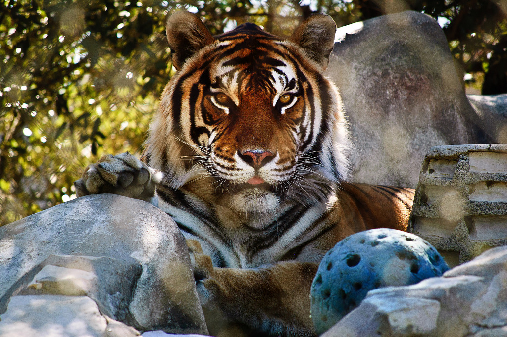 Bengal tiger playing with ball in Austin, Texas Grégory Massal