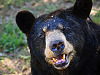 austin-zoo > The face of the american black bear