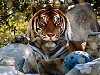austin-zoo > Bengal tiger playing with ball in Austin, Texas
