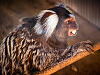 austin-zoo > Portrait of the common marmoset in Austin Zoo