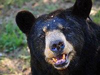 austin-zoo > The face of the american black bear