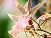 big-island-hawaii > bird like pink orchid akatsuka greenhouse