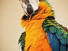 big-island-hawaii > colored parrot hilton looking up