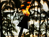 big-island-hawaii > dancing flame torch sunset palmtrees close up waikoloa