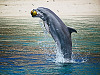 big-island-hawaii > A dolphin jumps out of the water to catch a ball