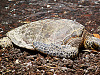 big-island-hawaii > hawaiian beach turtle resting full body honu waikoloa