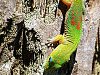 big-island-hawaii > Hawaiian gecko close up
