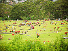 big-island-hawaii > hilo cemetery grass flowers