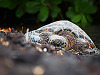 big-island-hawaii > honu beach turtle waikoloa low