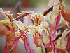 big-island-hawaii > lady slipper orchid akatsuka greenhouse