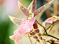 big-island-hawaii > bird like pink orchid akatsuka greenhouse
