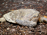 big-island-hawaii > hawaiian beach turtle resting full body honu waikoloa