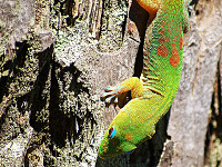 big-island-hawaii > Hawaiian gecko close up