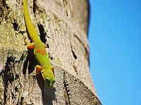 big-island-hawaii > Gecko descending from the blue hawaiian sky