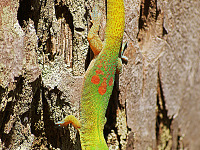 big-island-hawaii > Gold dust day gecko