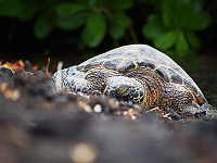 big-island-hawaii > honu beach turtle waikoloa low