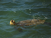 big-island-hawaii > Honu hawaiian green turtle swimming in ocean