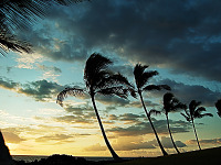 big-island-hawaii > palmtrees sunset waikoloa beach golf ocean