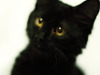 black-cute-cat > Blurry pretty fun face of our cat