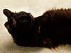 black-cute-cat > Black cat, the paw on her head