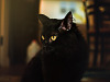 black-cute-cat > Black cat yellow eyes on Moorlynch ave