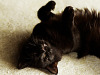 black-cute-cat > Cat rolling on its back