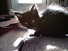 black-cute-cat > Kitten in contra light