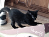 black-cute-cat > Black cat on scratching board
