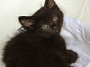 black-cute-cat > Very young kitten in hat