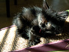 black-cute-cat > Devil cat - kitten licking itself