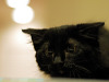 black-cute-cat > Kitten flattenning its head