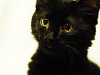 black-cute-cat > Cat's precious face