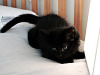 black-cute-cat > Black kitten playing on the bed