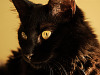 black-cute-cat > Cat face with yellow eyes