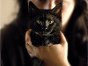 black-cute-cat > The Sphynx cat
