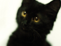 black-cute-cat > Blurry pretty fun face of our cat