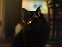 black-cute-cat > Black cat yellow eyes on Moorlynch ave