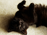 black-cute-cat > Cat rolling on its back