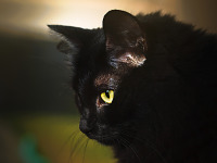 black-cute-cat > Profile of our cat with yellow eye