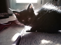 black-cute-cat > Kitten in contra light