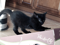black-cute-cat > Black cat on scratching board