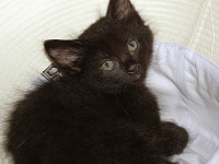 black-cute-cat > Very young kitten in hat