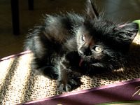black-cute-cat > Devil cat - kitten licking itself