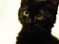 black-cute-cat > Cat's precious face