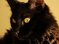 black-cute-cat > Cat face with yellow eyes