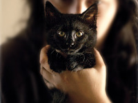 black-cute-cat > The Sphynx cat