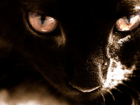 black-cute-cat > Those eyes - Our kitten